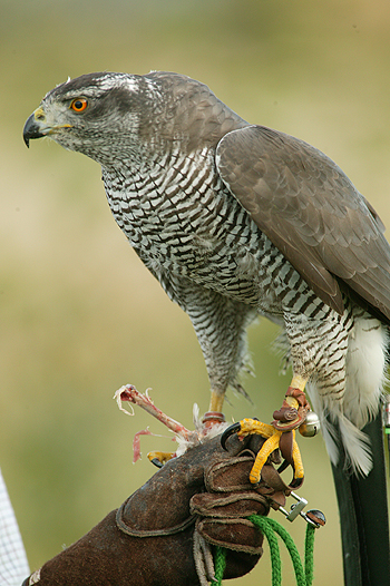 In defence of falconry
