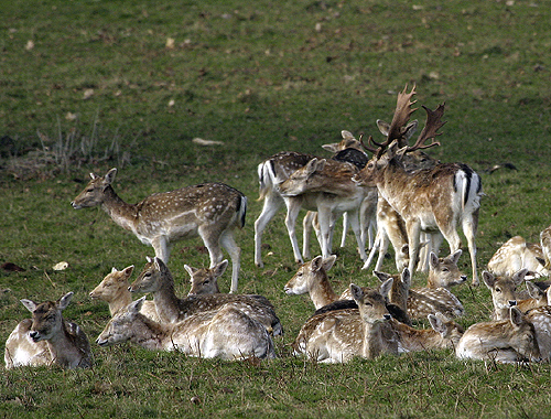 Who owns the deer that feed on my friend’s farm?