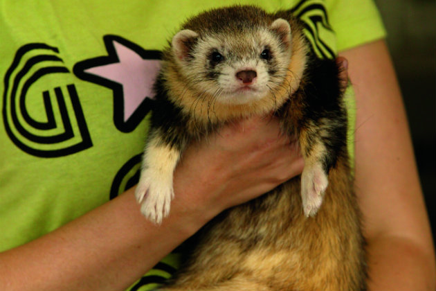 hob ferret