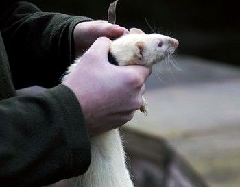 If a ferret is a bad mum, should I breed from her again?