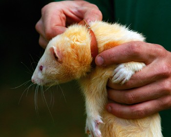 Is gassing rabbit burrows as good as ferreting them?