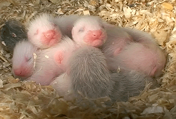 Fostering ferrets of the future