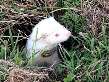 What could my ferrets be scared of?
