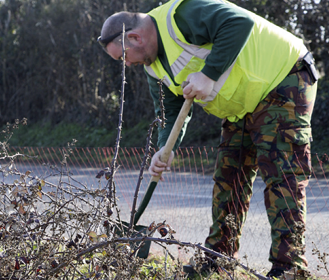 How do you go about ferreting roadside hedgerows?