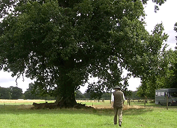 Simon goes Ferreting to evict the local rabbits from some old Suffolk Oaks