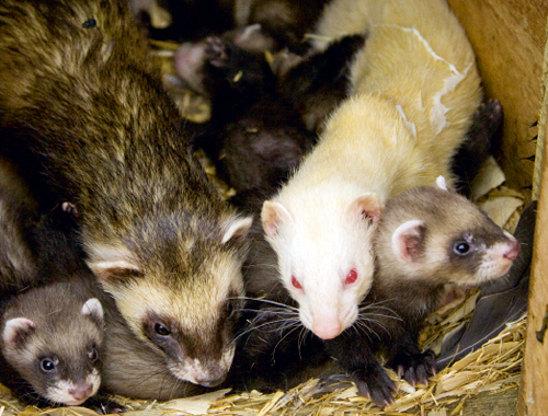 At what age should I wean my young ferrets?