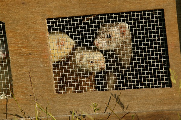Ferrets &#8211; A tale of two litters