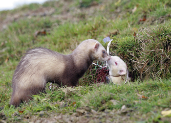 Can you train young ferrets to get through purse nets?
