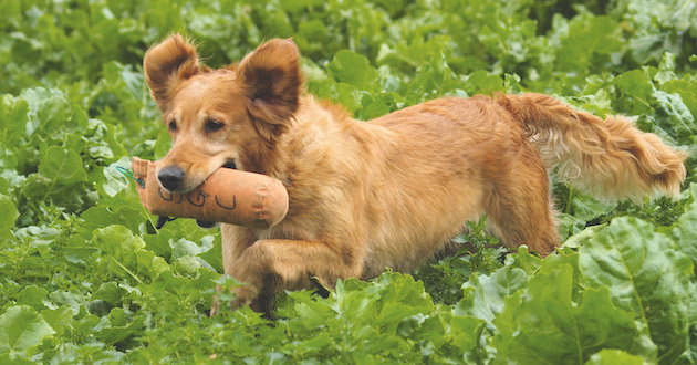 field trials for dogs