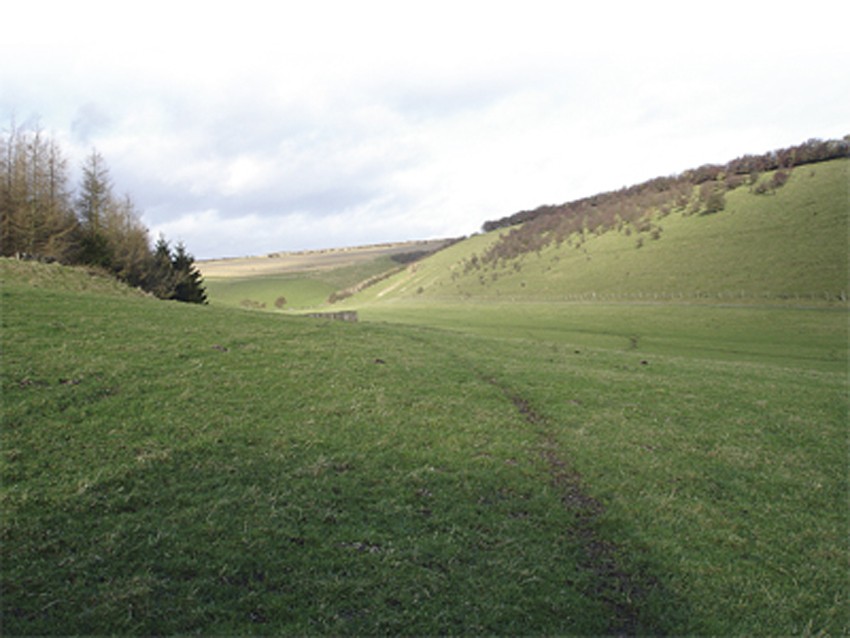 How do we turn our woods into suitable drives?