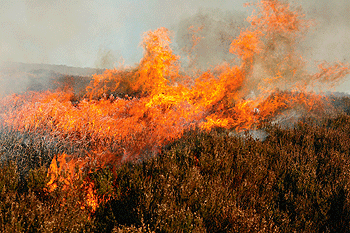 Fires sweep across Scottish moorland