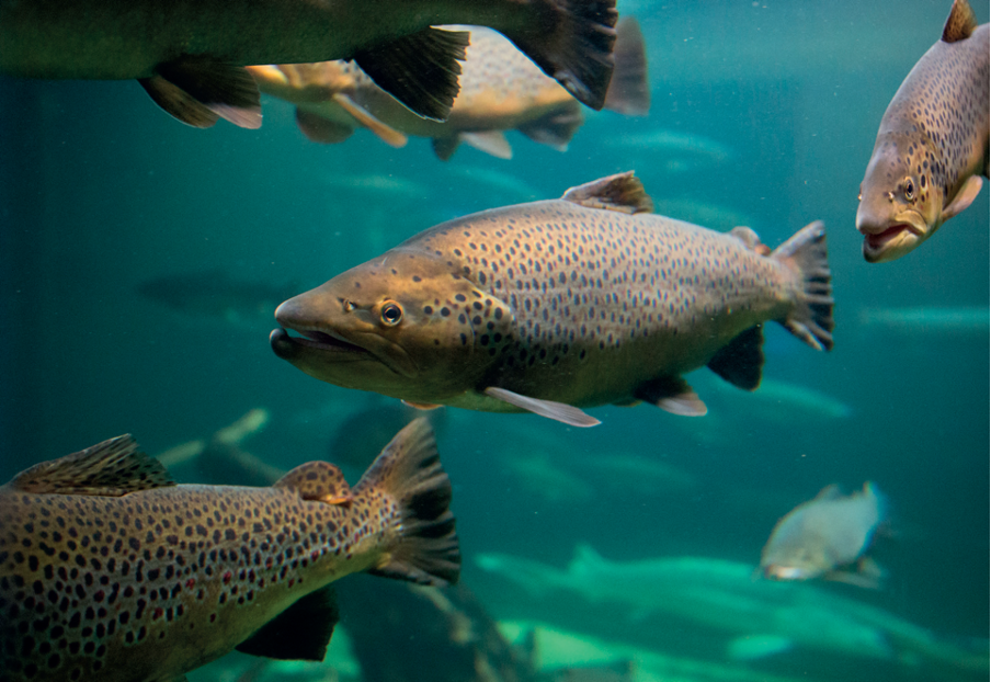 Defra is failing to protect salmon from predators