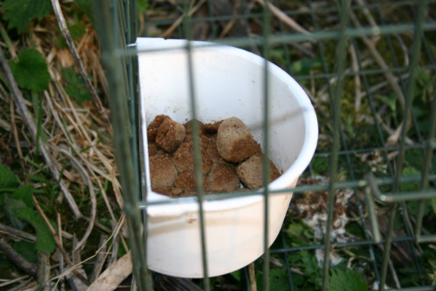 dog kibble in Larsen trap 