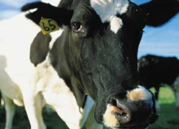 Outbreak of foot and mouth disease is confirmed