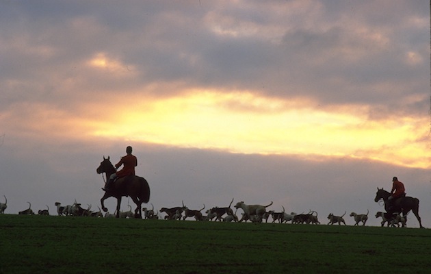 Hurry! Only six days to lobby your MP to support an amendment to the 2004 Hunting Act