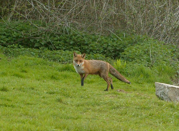 RSPB: Control that dare not speak its name