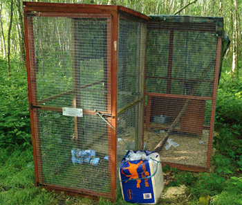 Animal Welfare groups release foxes near chicken runs