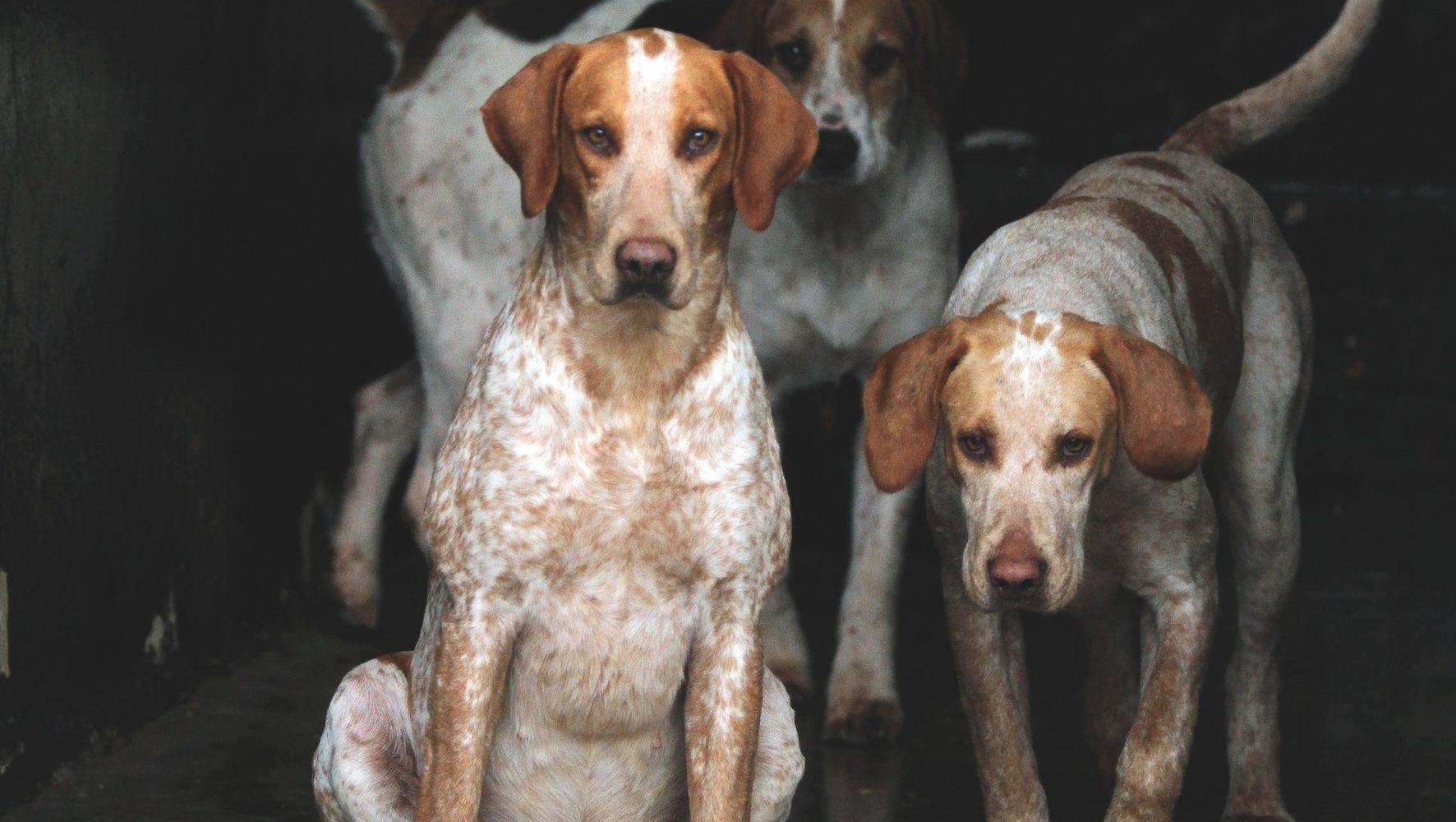 Leadership upheaval “raises serious questions” about animal welfare charities