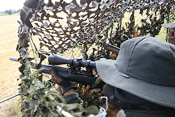 Airgunning: Shooting pigeons over decoys