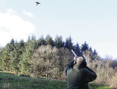 How old should our pheasants be before we shoot them?