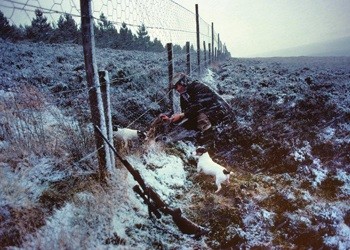 SNH clarifies raptor control