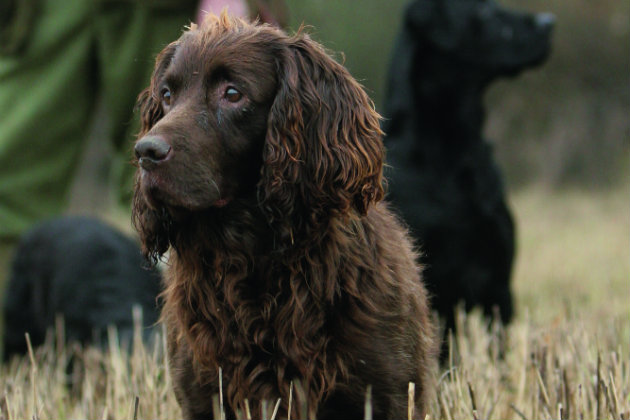 working spaniel