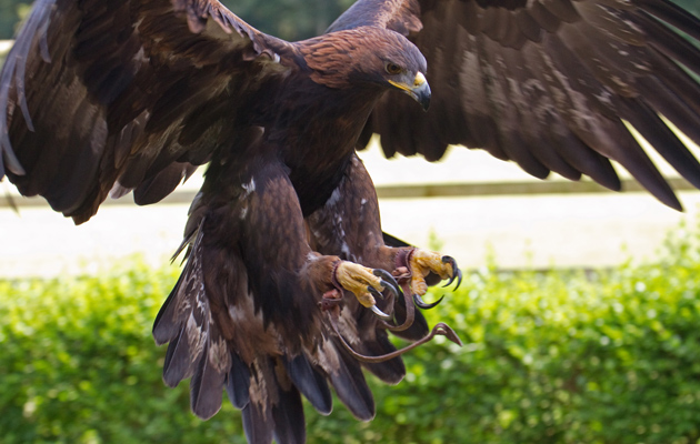 Golden eagle report welcomed