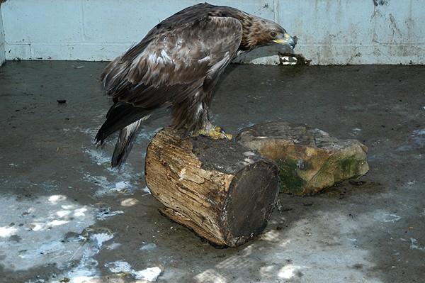 Keepers report on eagle death