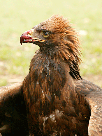 Scottish raptor poisonings decline