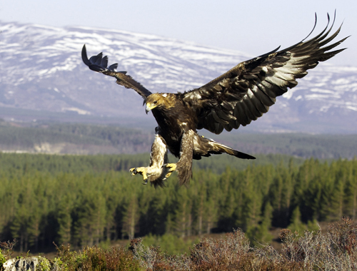 Game keepers contest RSPB&#8217;s view of eagle death