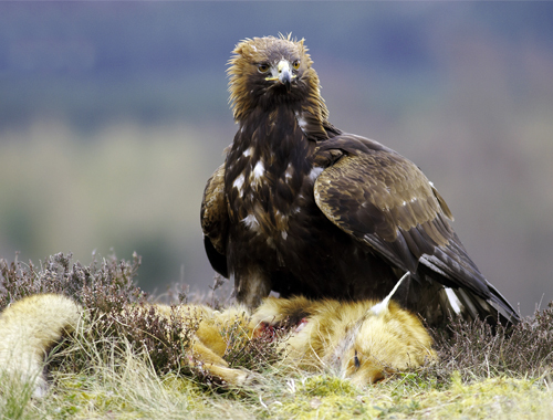 Shooting land management is good for golden eagles says SGA