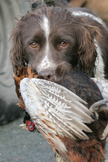 Will my gundog make a good marker?
