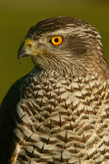 Groups unite over nest destruction