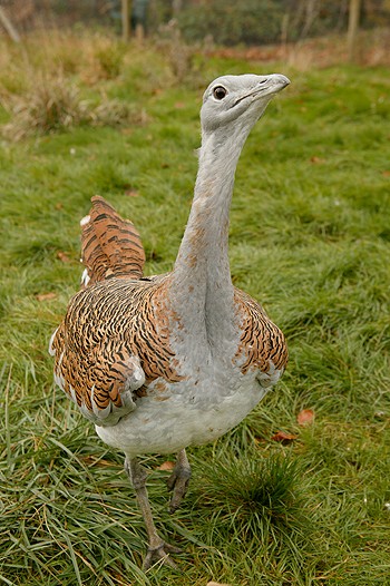 Droppings study to help great bustards