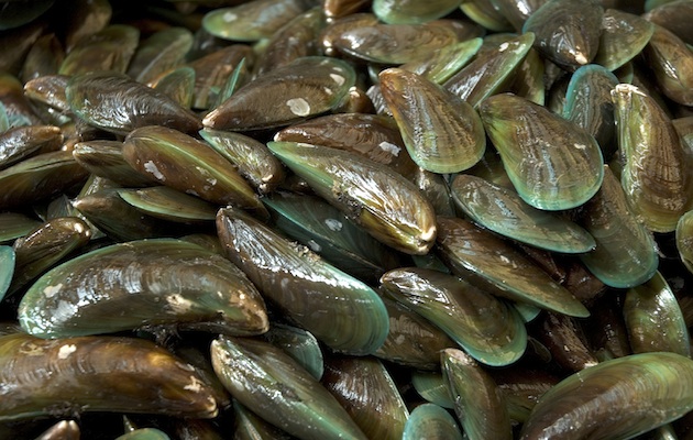 Green lipped mussel for dogs 