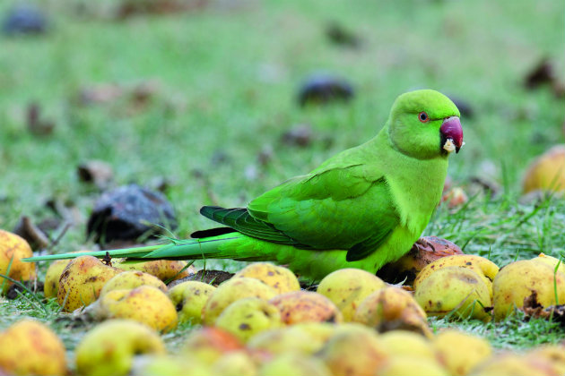 female green parakeet