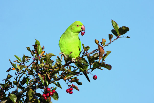 Why green parakeets are now on the General Licence