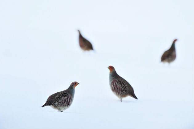 Grey partridges