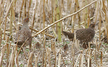 Show restraint on wild partridges