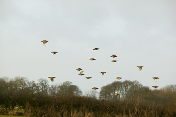 Natural England launches project to conserve bird species