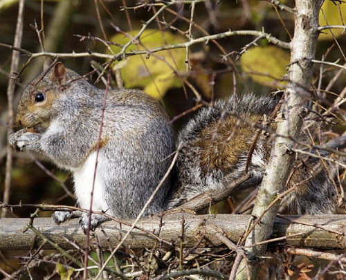 Can you get arrested for letting loose squirrels?