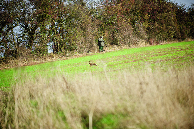 How do you safely shoot ground game?