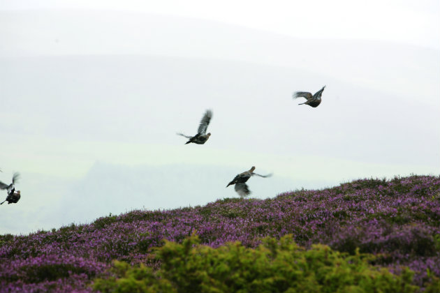 covey of flushed grouse 