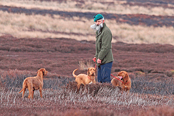 Grouse counts: Pointing by numbers