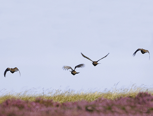 Forecasters predict a bumper year for grouse shooting