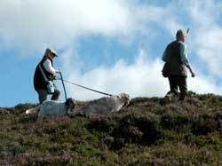 Highest grouse counts since records began