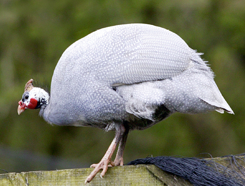 Is it illegal to use guineafowl to protect our poults?