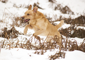 Should I take our gun dogs to a profesional trailer?