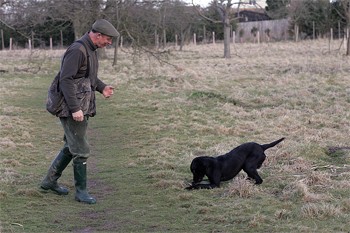 What to do if your gun dog gets over excited!