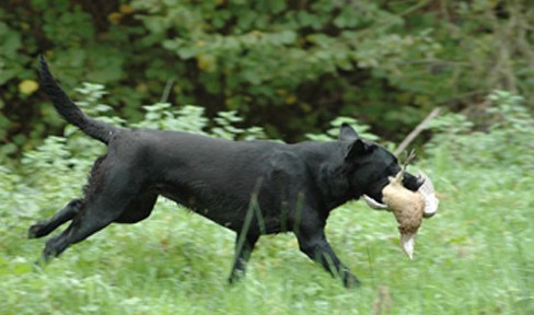 How do I get my labrador retrieving again?